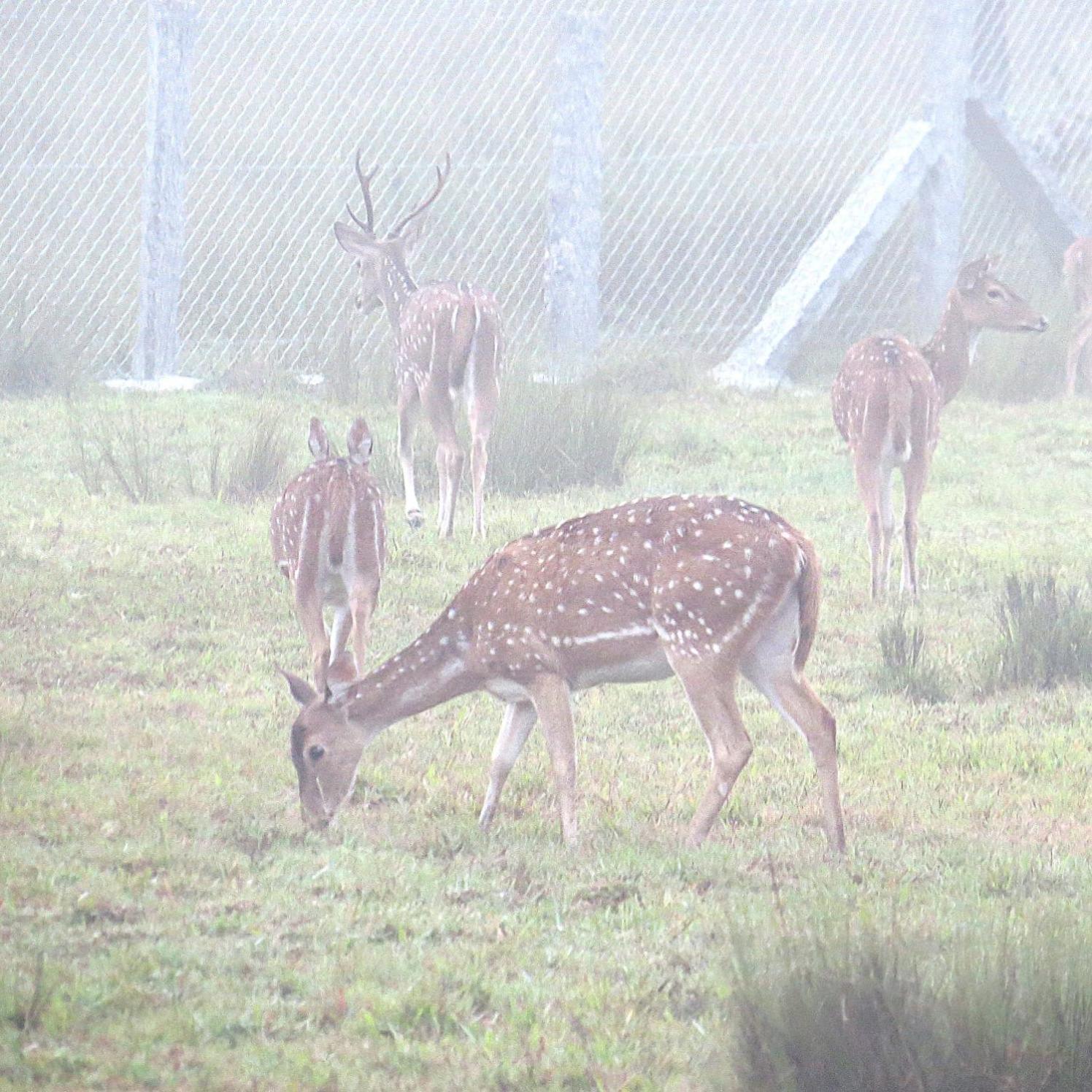 The Deer Meadows Villa Mudumalai Eksteriør bilde